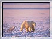 Niedźwiedź, Lis, Polarny
