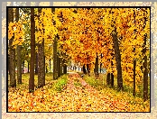 Liście, Jesień, Park, Alejka, Drzewa