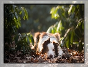 Liście, Leżący, Pies, Border collie, Rośliny