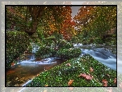 Liście, Park, Kamienie, Drzewa, Rzeczka