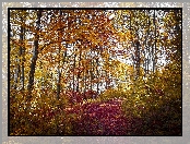 Liście, Jesień, Las, Drzewa, Kolorowe