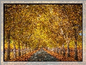 Liście, Jesień, Szpalery, Drzewa, Droga