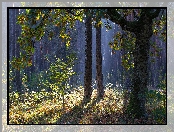 Liście, Las, Drzewa, Jesień, Mgła