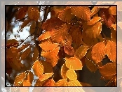 Jesienne, Liście, Fractalius