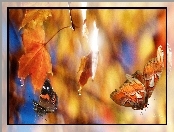 Liście, Jesień, Klonu, Motyle