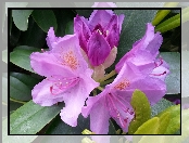 Kwiaty, Liście, Rododendron