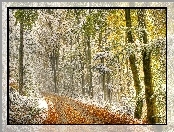Śnieg, Las, Droga, Liście, Przyprószony