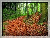 Las, Liście, Jesień