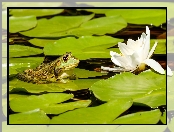 Żaba, Lilia wodna, Liście, Kwiat