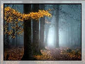 Las, Liście, Jesień, Ścieżka, Drzewa, Mgła, Gałąź, Żółte
