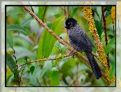 Gałązka, Liście, Ptak, Goleńczyk ciemny