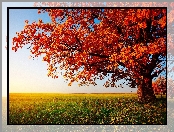 Liście, Dąb, Drzewo, Pole, Rude, Jesień
