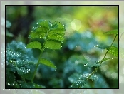 Liście, Bokeh, Zielone, Krople