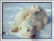 Lód, Niedźwiedź, Polarny, Mama, Mały