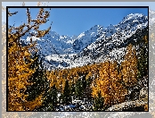 Szwajcaria, Drzewa, Śnieg, Kanton Gryzonia, Lodowiec Morteratschgletscher, Masyw Bernina, Góry Alpy Retyckie