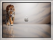 Tygrys, Logo, Apple