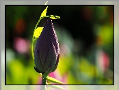 Kwiat Lotosu, Pąk
