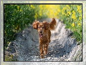 Working cocker spaniel, Łubin, Pies, Brązowy