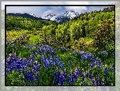 Łąka, Mount Sneffels, Łubin, San Juan Mountains, Góry, Kolorado, Stany Zjednoczone, Drzewa, Kwiaty
