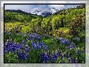 Łąka, Mount Sneffels, Łubin, San Juan Mountains, Góry, Kolorado, Stany Zjednoczone, Drzewa, Kwiaty
