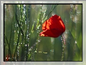 Maczek, Bokeh, W, Zbożu