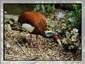 Ibis, Madagaskarski, Roślinność