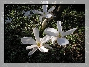 Magnolia