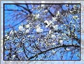 Magnolia, Kwiaty, Biała, Krzew