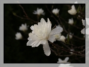 Biała, Magnolia, Rosa