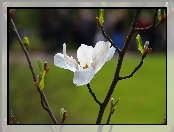 Magnolia Japońska, Biały, Kwiat