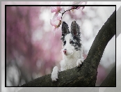 Magnolia, Pies, Border collie, Konar, Kwiaty