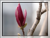 Kwiaty, Magnolia, Gałązka