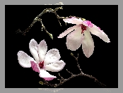 Kwiaty, Magnolia, Gałązki
