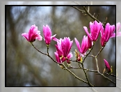 Magnolia purpurowa, Kwiaty, Gałązki