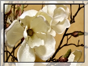Magnolia, Kwiat, Białe, Płatki, Gałązka