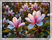 Magnolie, Zbliżenie, Jasnoróżowe