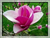 Kwiat, Magnolii, Zbliżenie