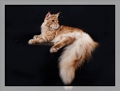 Kot, Maine, Coon