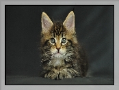 Kotek, Maine Coon