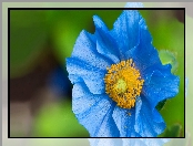 Kwiat, Mak Niebieski