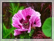 Purpurowy, Mak, Makro