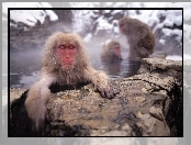 Małpa, makak, japoński