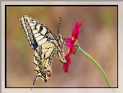 Makro, Motyl, Paź królowej, Czerwony, Kwiat