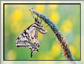Źdźbło, Makro, Motyl, Paź królowej
