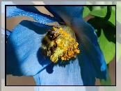 Makro, Pszczoła, Niebieski, Kwiat