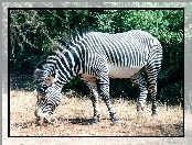 Mała, Zebra