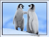 Dwa, Małe, Pingwiny