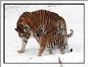 Tygrysica, Małe, Śnieg