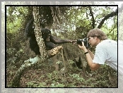 Małpa, las, fotograf, aparat