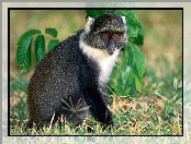 Małpa, lemur